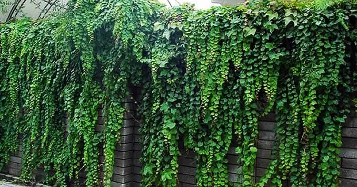 Ростуть дуже швидко: 6 витких рослин для дачників-початківців