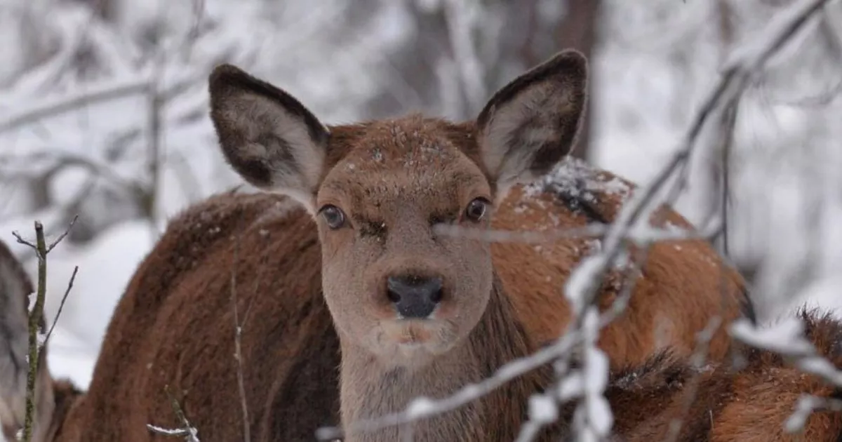 Вагітні та щасливі: у Чорнобильській зоні чекають на поповнення в сім'ях благородних тварин.