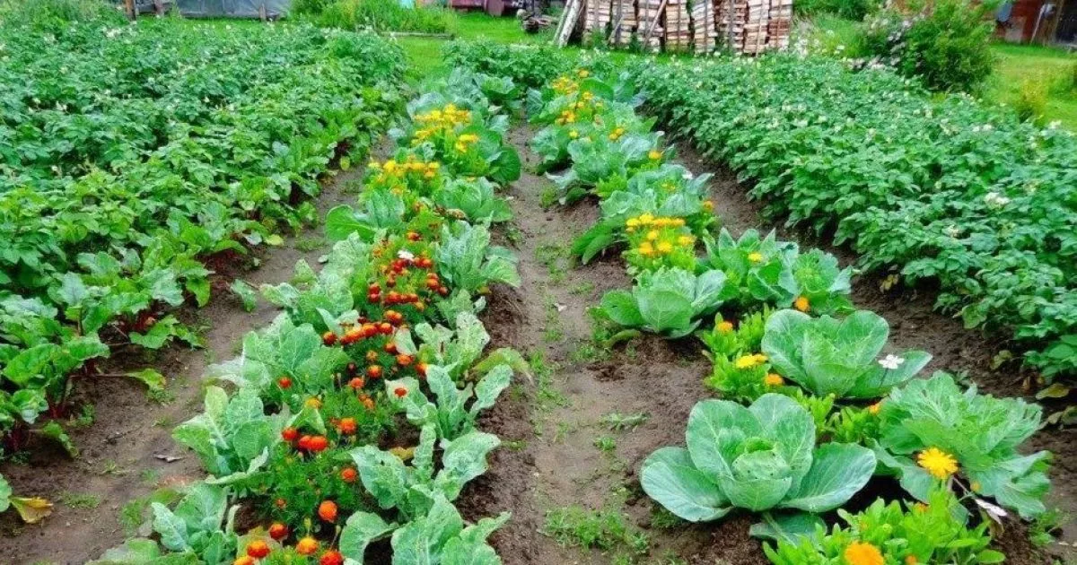 Городні лайфхаки: що садять біля капусти, щоб прогнати шкідників