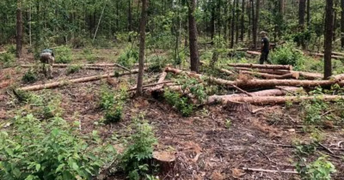 В Україні незаконно зрубали тисячі дерев на 18 млн грн: що дізналися слідчі