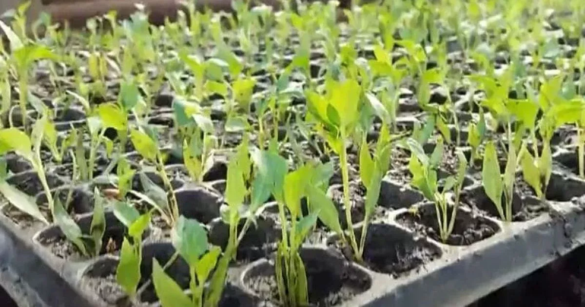 Коли сіяти перець і баклажани на розсаду: сприятливі дні та секрети врожаю