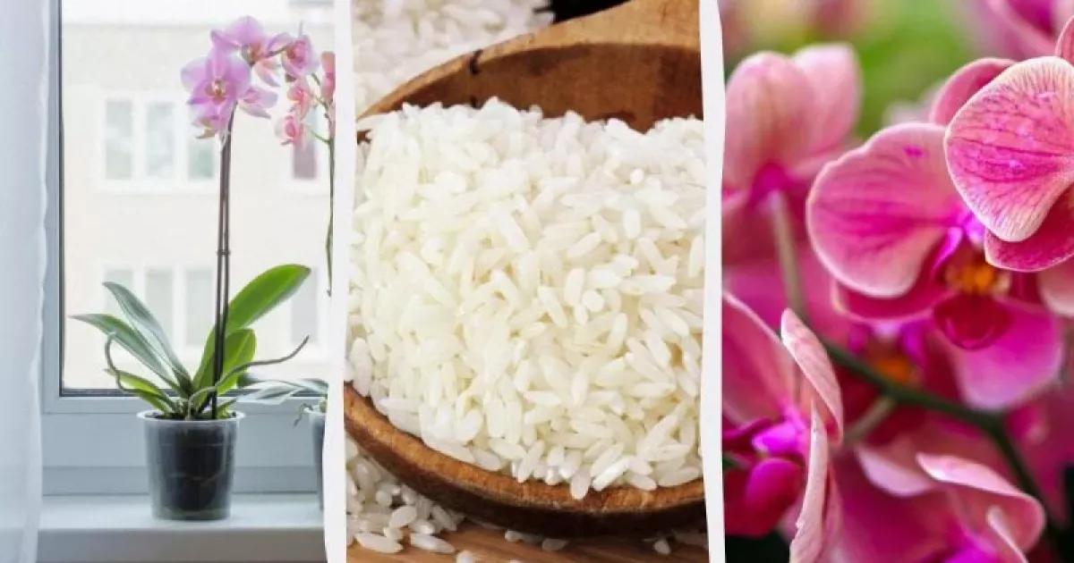 Спа-процедура змусить орхідею зацвісти: зробити дуже легко