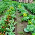 Городні лайфхаки: що садять біля капусти, щоб прогнати шкідників
