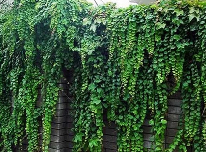 Ростуть дуже швидко: 6 витких рослин для дачників-початківців