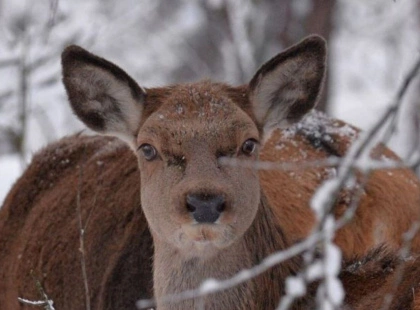 Вагітні та щасливі: у Чорнобильській зоні чекають на поповнення в сім'ях благородних тварин.