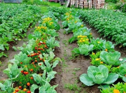 Городні лайфхаки: що садять біля капусти, щоб прогнати шкідників