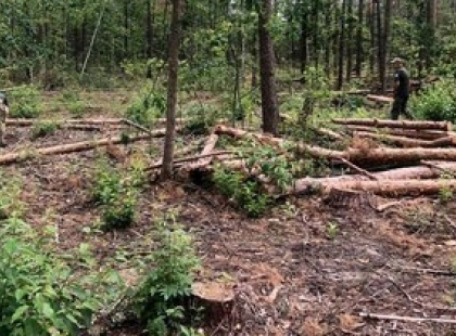 В Україні незаконно зрубали тисячі дерев на 18 млн грн: що дізналися слідчі