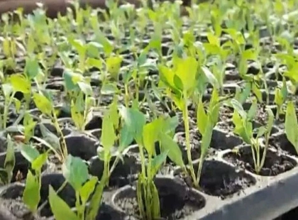 Коли сіяти перець і баклажани на розсаду: сприятливі дні та секрети врожаю