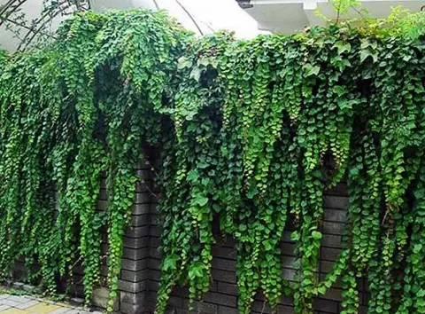 Ростуть дуже швидко: 6 витких рослин для дачників-початківців