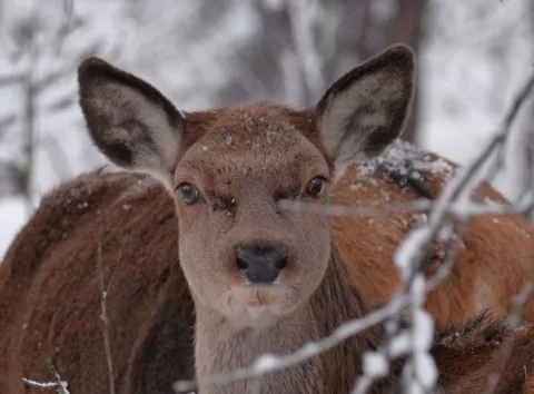 Вагітні та щасливі: у Чорнобильській зоні чекають на поповнення в сім'ях благородних тварин.