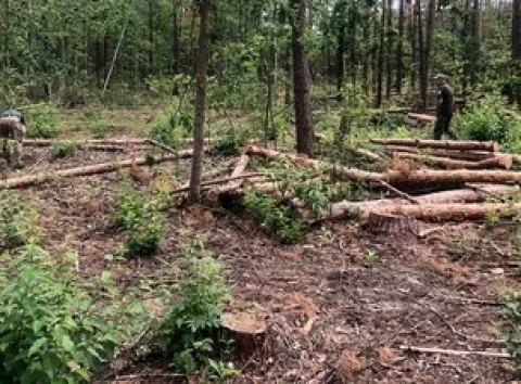 В Україні незаконно зрубали тисячі дерев на 18 млн грн: що дізналися слідчі